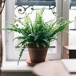 Appartement Boheme Et Cosy Au Coeur De Lille