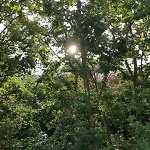 The Apartment In The Trees Lille