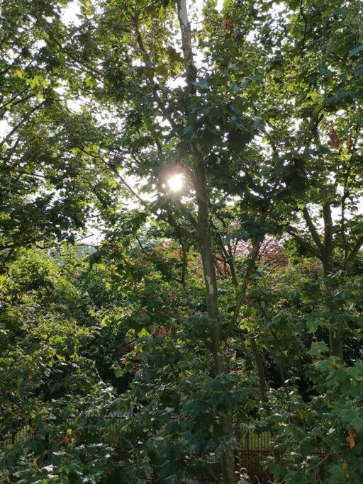 The In The Trees Apartment Lille