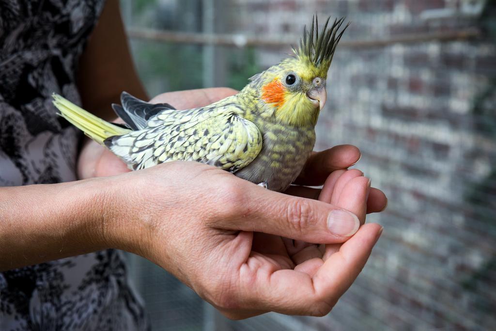D'hotes- Aux Oiseaux Bed & Breakfast Lille